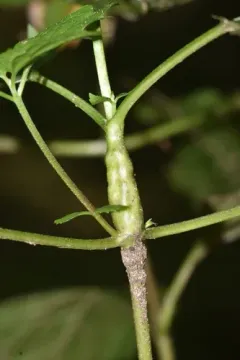 Neolasioptera eupatorii thumbnail 2