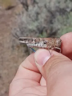 Saussure's Blue-winged Grasshopper thumbnail 2