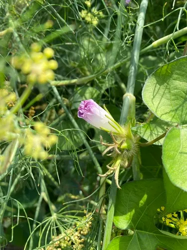 Japanese morning glory