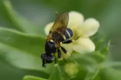 Dalmannia blaisdelli thumbnail 4