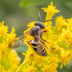 Notch-backed Cellophane-cuckoo Bee thumbnail 3