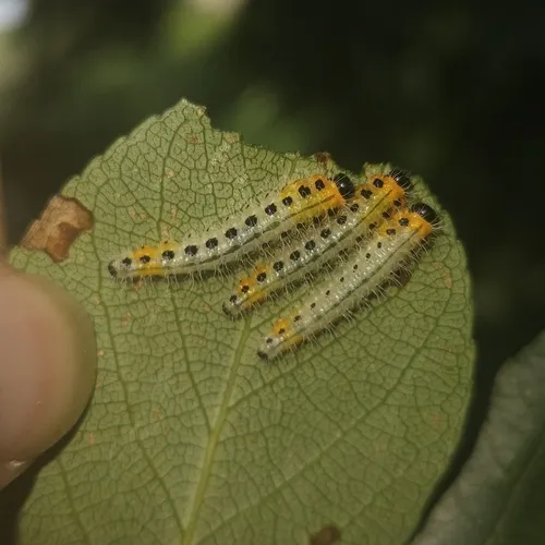 hairy poplar sawfly