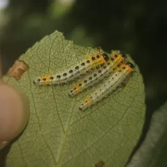 hairy poplar sawfly thumbnail 1