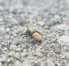Heliophanus kochii thumbnail 4