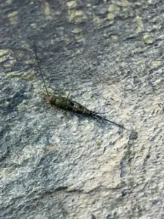 western sea bristletail thumbnail 3