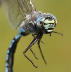 Zigzag Darner thumbnail 2