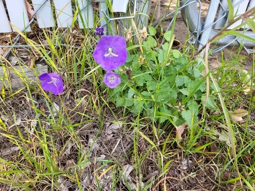 tussock bellflower