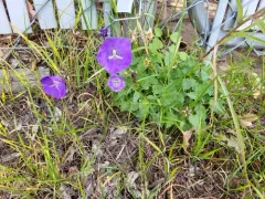 tussock bellflower thumbnail 1