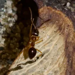 Yellow-footed Ant thumbnail 4