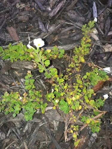 Bacopa