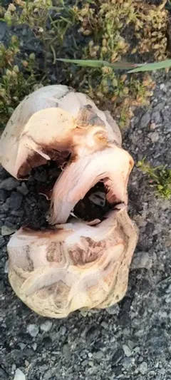 Salt-loving Agaricus thumbnail 3