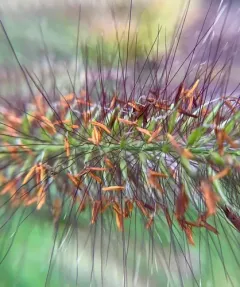 Chinese pennisetum thumbnail 4