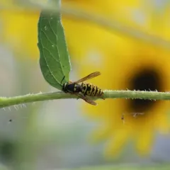 Prairie Yellowjacket thumbnail 4