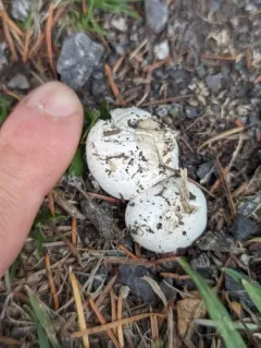 Lead-grey Puffball thumbnail 3