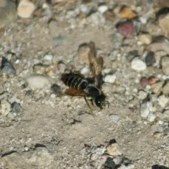 Megachile inimica thumbnail 4