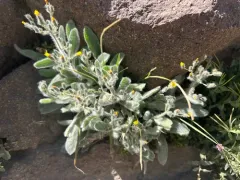 Prickly Hawkweed thumbnail 2