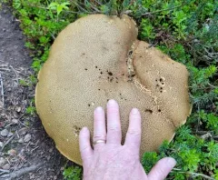 Dark Bitter Bolete thumbnail 4