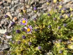 volcanic daisy thumbnail 3