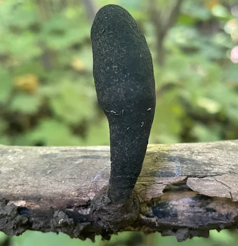 Dead Moll's Fingers