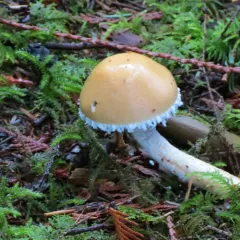 Questionable Stropharia thumbnail 3