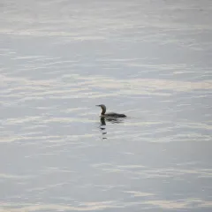 Pacific Loon thumbnail 2