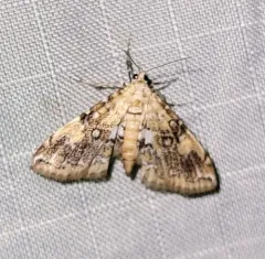 Elophila faulalis thumbnail 3