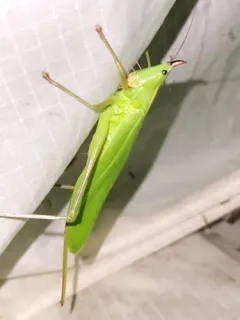 Slightly Musical Conehead Katydid thumbnail 4
