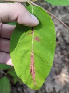 Phytomyza tarnwoodensis thumbnail 3