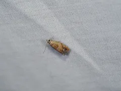 Epinotia terracoctana thumbnail 3