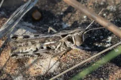 Yukon Grasshopper thumbnail 4