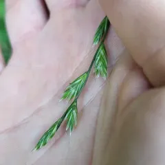 Perennial Ryegrass thumbnail 3