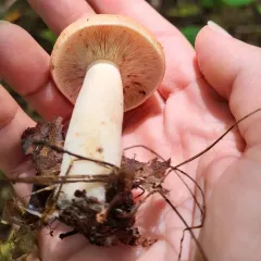Yellow-latex Milkcap thumbnail 3