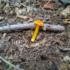 Golden Waxcap thumbnail 4