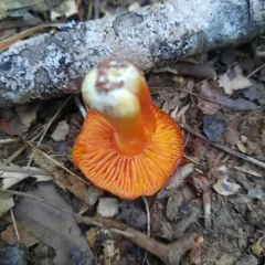 Crimson Waxcap thumbnail 4