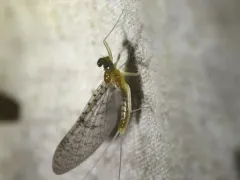 Leucrocuta aphrodite thumbnail 4