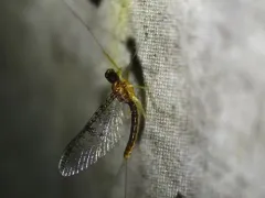 Leucrocuta walshi thumbnail 3