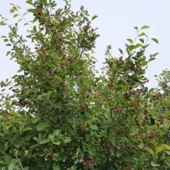Canadian serviceberry thumbnail 4