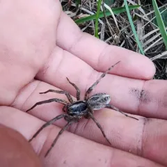 McCook's Split Wolf Spider thumbnail 3