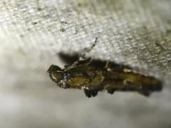 Epermenia albapunctella thumbnail 3
