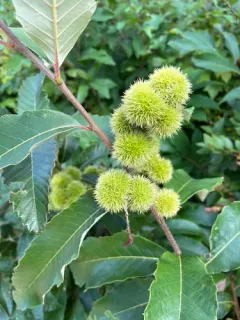 Allegheny Chinquapin thumbnail 2