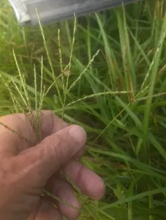 Tropical Finger-grass thumbnail 2