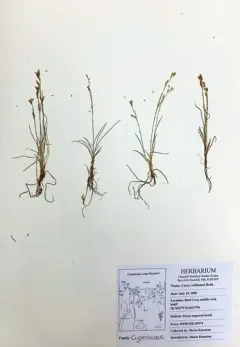 Williams' Sedge thumbnail 2