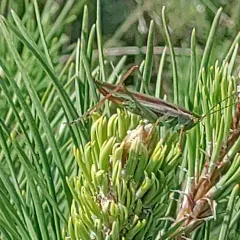 Lesser Pine Katydid thumbnail 2