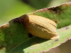 Distinct Sparganothis Moth thumbnail 4