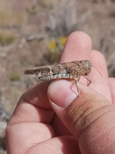 Saussure's Blue-winged Grasshopper