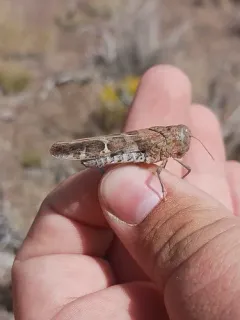 Saussure's Blue-winged Grasshopper thumbnail 1