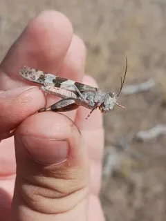 Strenuous Grasshopper thumbnail 1