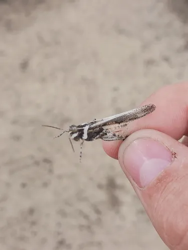 Cristate Grasshopper