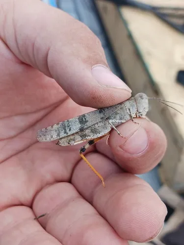 Broad-banded Grasshopper