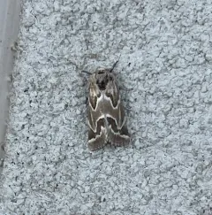 Acute-lined Flower Moth thumbnail 3